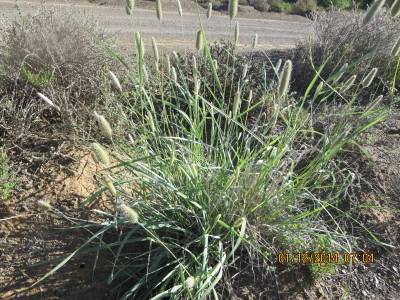 Kalkvingerhoedgras, Thimble Grass , Vingerhoedgras