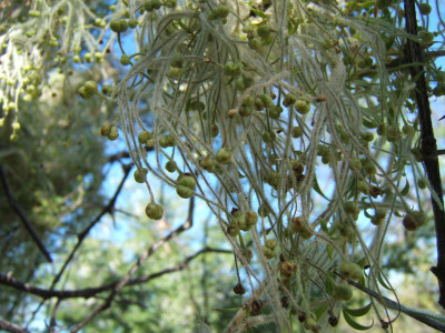 Voeltjienes, Kleefgras, Old Man's Beard, Rooivergeet