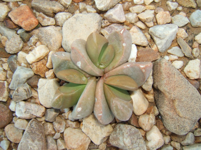 Tongueleaf Vygie, Skilpadkos