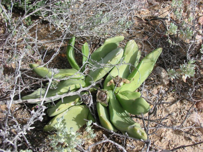 Tongueleaf Vygie, Skilpadkos