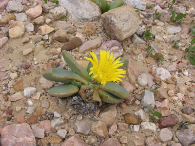 Tongueleaf Vygie, Skilpadkos