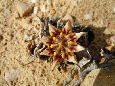 Tongueleaf Vygie, Skilpadkos
