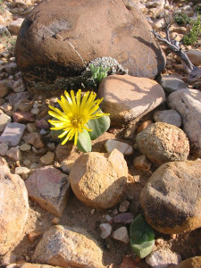 Tongueleaf Vygie, Skilpadkos