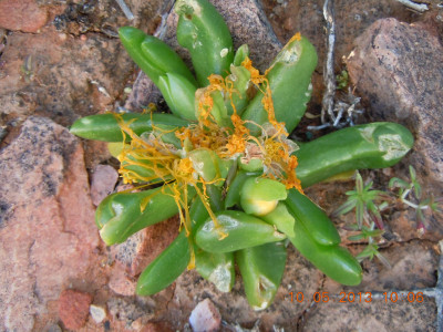 Tongueleaf Vygie, Skilpadkos