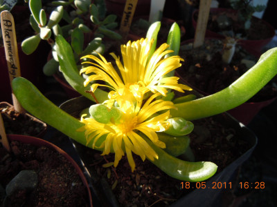 Tongueleaf Vygie, Skilpadkos