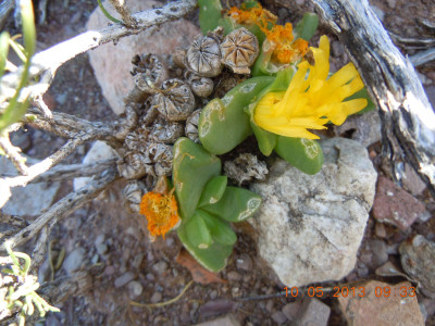 Tongueleaf Vygie, Skilpadkos