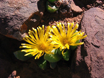 Tongueleaf Vygie, Skilpadkos