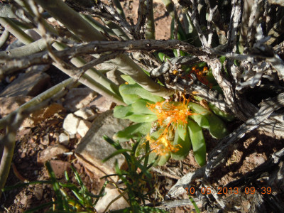 Tongueleaf Vygie, Skilpadkos