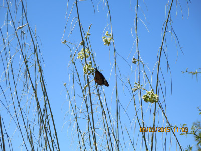 Lammerlat, Milkweed