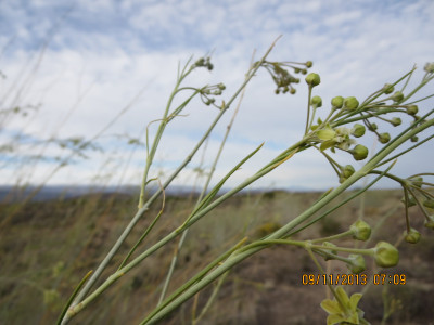 Lammerlat, Milkweed