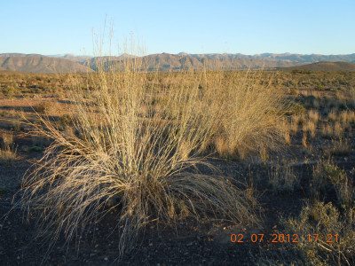Lammerlat, Milkweed