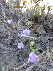 Blompeperbossie, Rock Sporrie, Sporrie