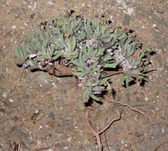 Nagblomvygie