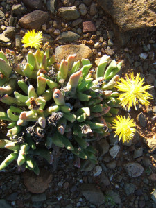 Nagblomvygie