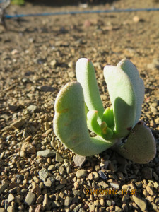 Nagblomvygie
