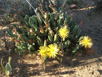Nagblomvygie