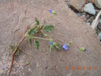 Geel Pleisterbos