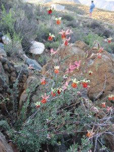 Rooipleisterbos