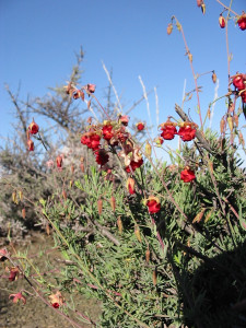 Rooipleisterbos