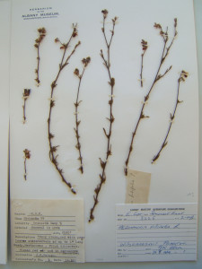 Rooipleisterbos