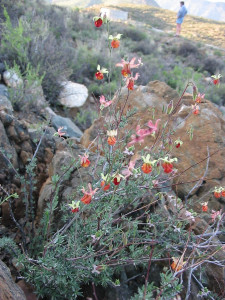 Rooipleisterbos