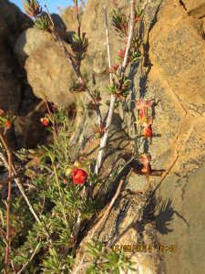 Rooipleisterbos