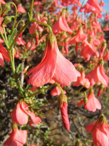 Klokkiebos, Ouma-Se-Kappie
