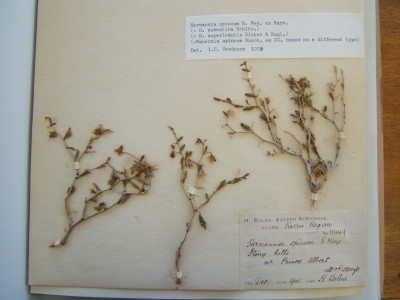 Doringpleister, Steekbossie