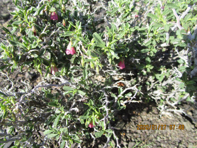 Doringpleister, Steekbossie