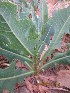 Prickly Lettuce, Milk Thistle