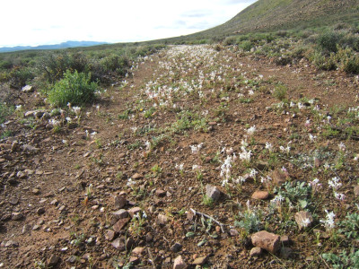 Pyramid Cabong, Painted Petals, Naeltjie, Koringblom