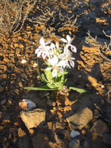Pyramid Cabong, Painted Petals, Naeltjie, Koringblom