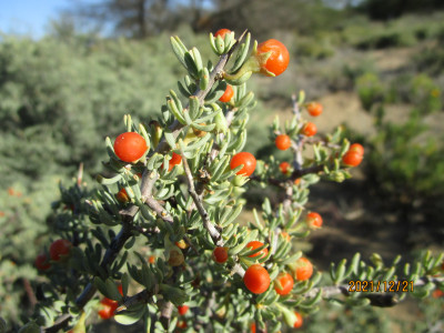 Dwarf Honey-Thorn Fruit