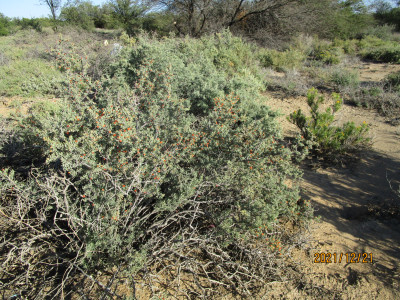 Dwarf Honey-Thorn