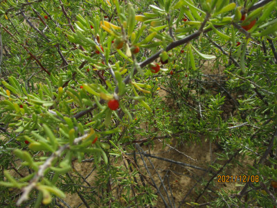 Savanna Honey-Thorn
