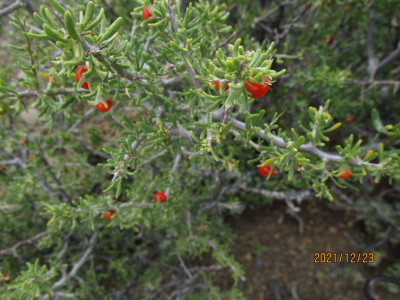 Savanna Honey-Thorn