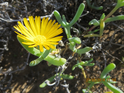 Springbokvygie, Geelvygie
