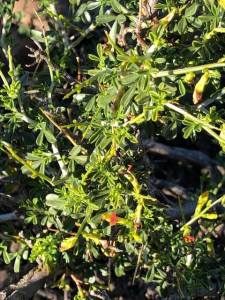 Heuningbos, Heuningbossie, Honey Bush, Sehlabane, Stroopbos