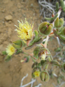 Common Mopkop