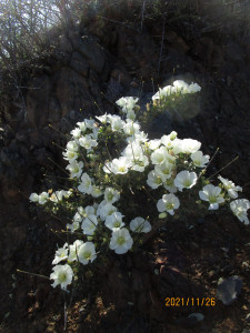 Boesmandoring, Boesmanskers, Candlebush, Grootkersbos, Noerap