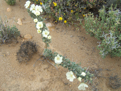 Boesmandoring, Boesmanskers, Candlebush, Grootkersbos, Noerap