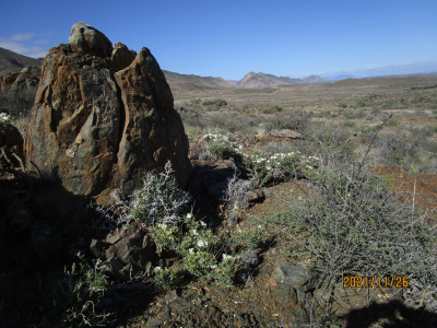 Boesmandoring, Boesmanskers, Candlebush, Grootkersbos, Noerap