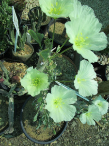 Boesmandoring, Boesmanskers, Candlebush, Grootkersbos, Noerap