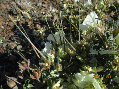 Boesmandoring, Boesmanskers, Candlebush, Grootkersbos, Noerap