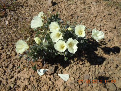 Boesmandoring, Boesmanskers, Candlebush, Grootkersbos, Noerap