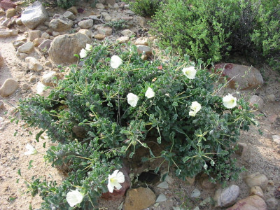 Boesmandoring, Boesmanskers, Candlebush, Grootkersbos, Noerap