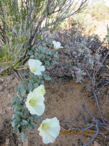 Boesmandoring, Boesmanskers, Candlebush, Grootkersbos, Noerap