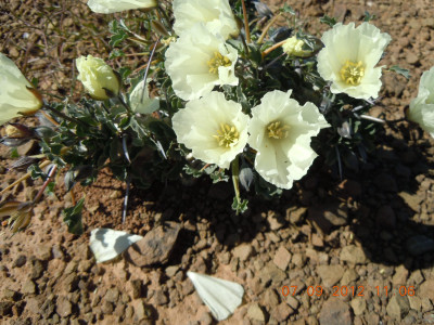 Boesmandoring, Boesmanskers, Candlebush, Grootkersbos, Noerap