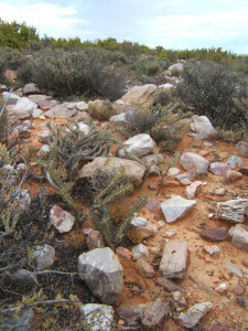 Boesmandoring, Boesmanskers, Candlebush, Grootkersbos, Noerap