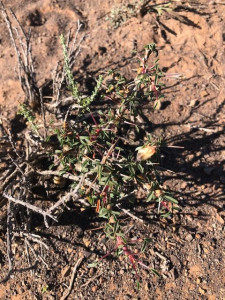 Bushman's Candle, Kleinkersbossie, Pink Candle Bush, T'noena-doring